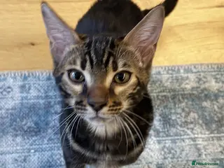 Bengal cats Affectionate Bengal Kittens – Family-Friendly - Advert 9