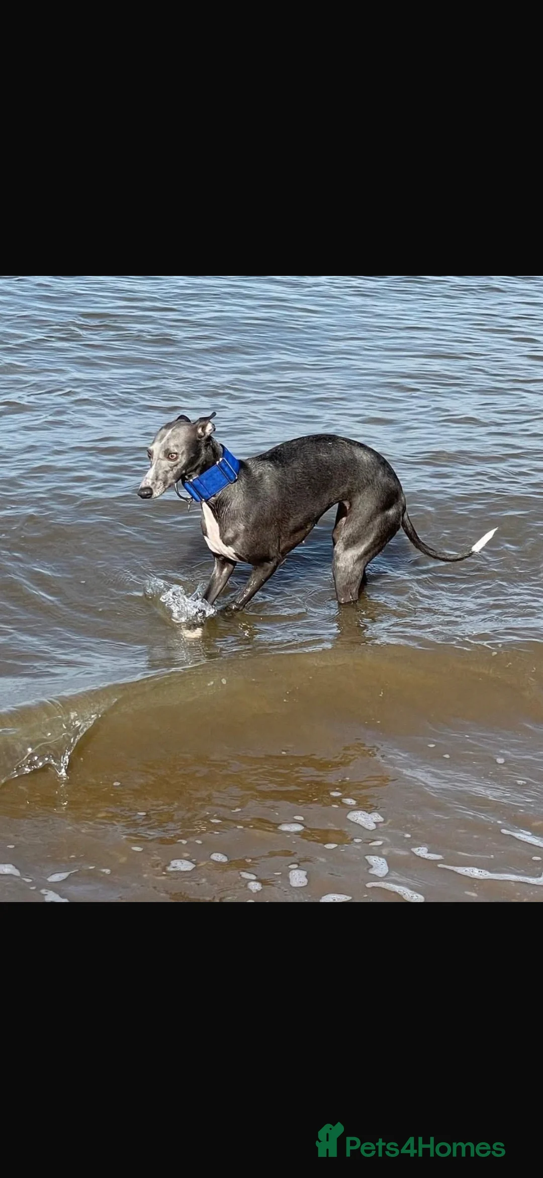 Whippet dogs for sale: KC REGISTERED WHIPPETS  in Liverpool - Advert 3