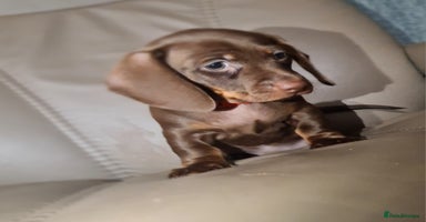 Miniature Dachshund dogs - Advert 8
