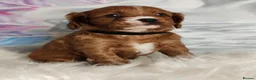Cavapoo dogs for sale:  Beautiful Cavapoo  - Advert 10