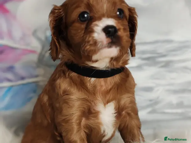 Cavapoo dogs for sale: Beautiful Cavapoo - Advert 3