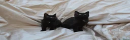 Mixed Breed cats for sale: Gorgeous Ragdoll/Bombay Mixed Kittens - Advert 1