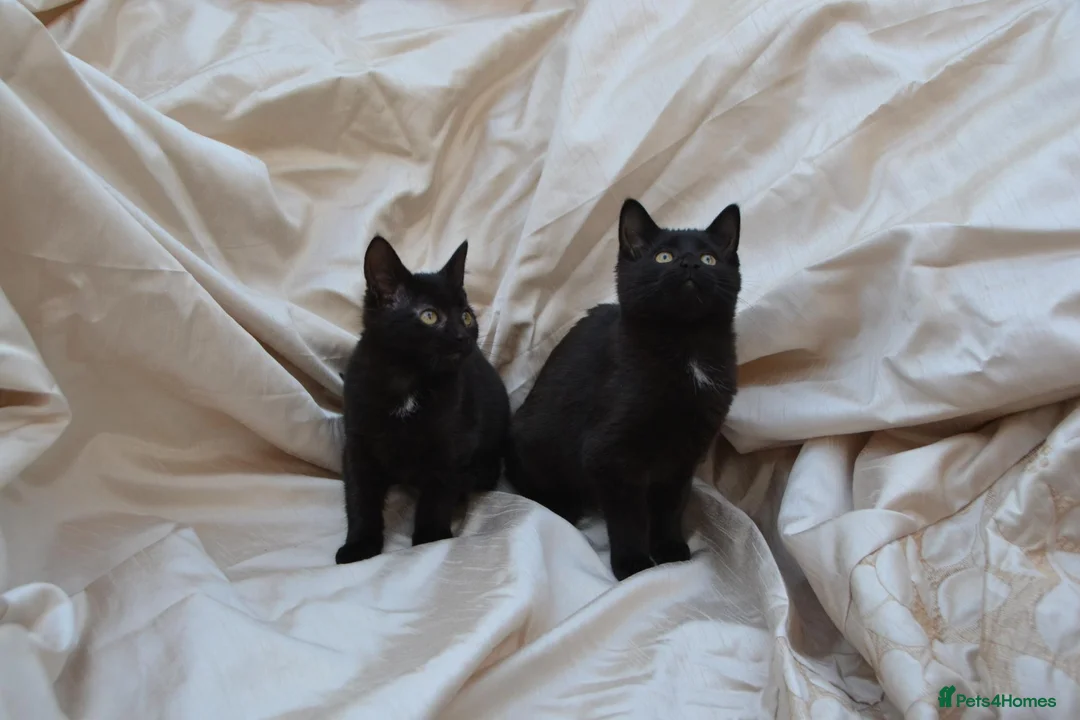 Mixed Breed cats for sale: Gorgeous Ragdoll/Bombay Mixed Kittens - Advert 1
