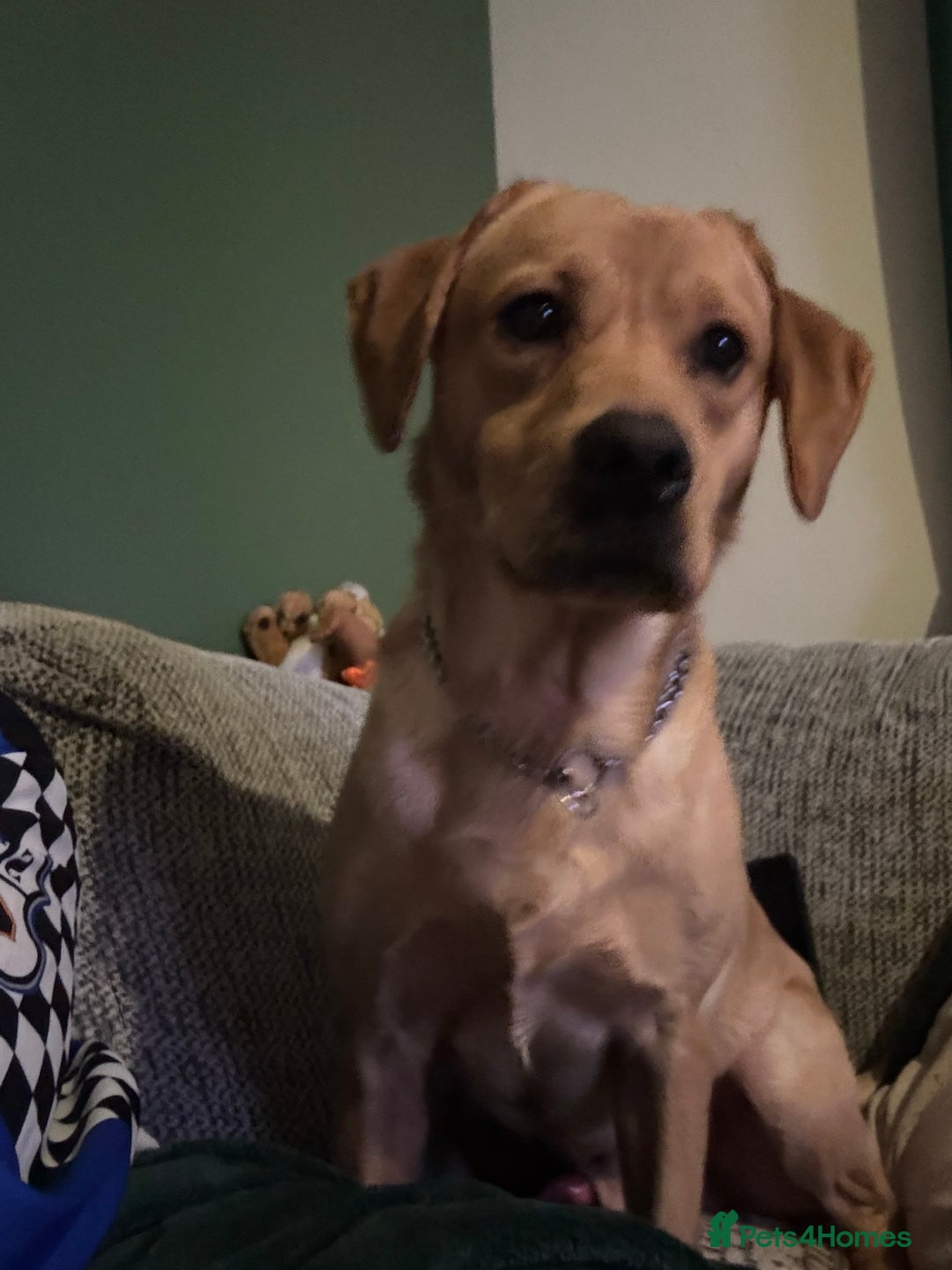 Labrador Retriever dogs for sale: Golden labrador - Advert 4