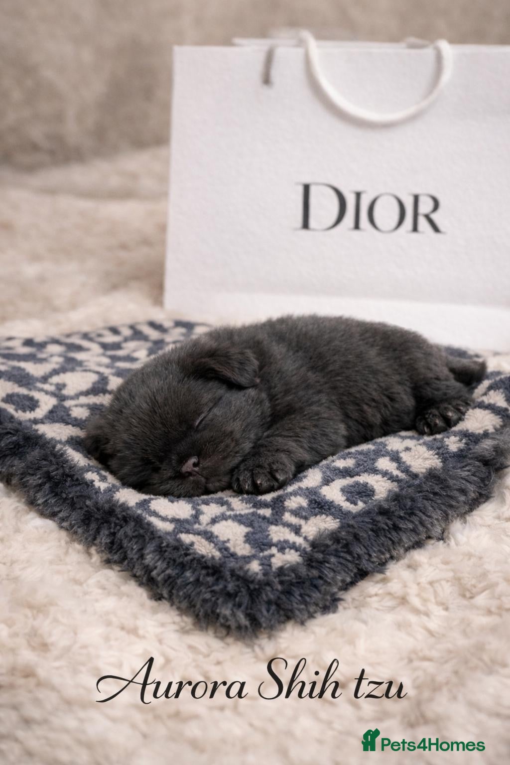 Shih Tzu dogs Exceptional KC Registered Health Tested - Advert 4