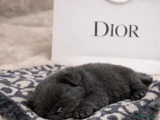 Shih Tzu dogs Exceptional KC Registered Health Tested - Advert 4