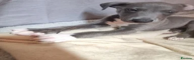 Sausage 