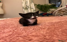 Domestic Shorthair cats for sale: Russian blue mix - Advert 12