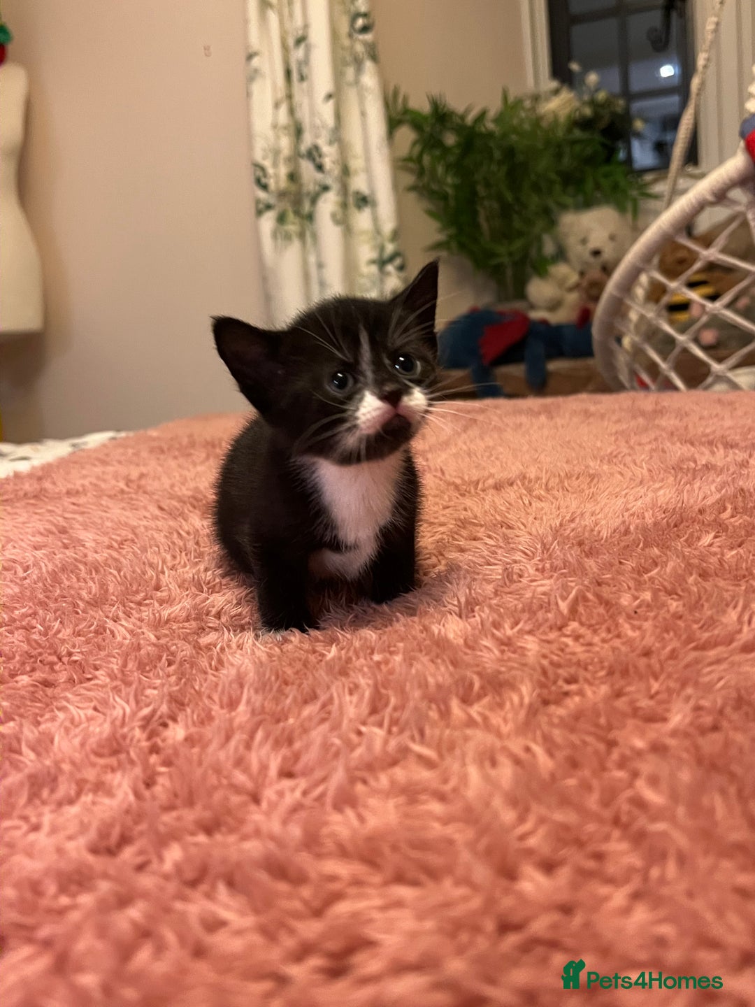 Domestic Shorthair cats for sale: Russian blue mix - Advert 12