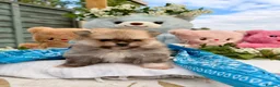 Pomeranian dogs for sale: Pomeranian Unique colour boys  - Advert 5