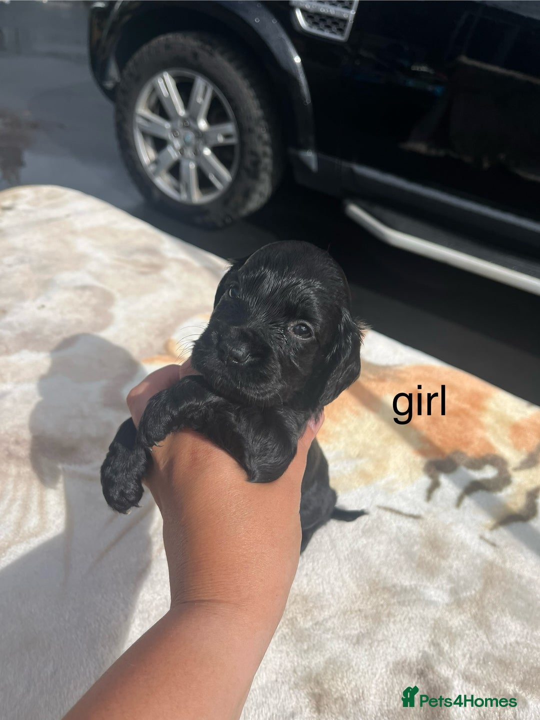 Cocker Spaniel dogs for sale: cocker spaniel puppies - Image 7