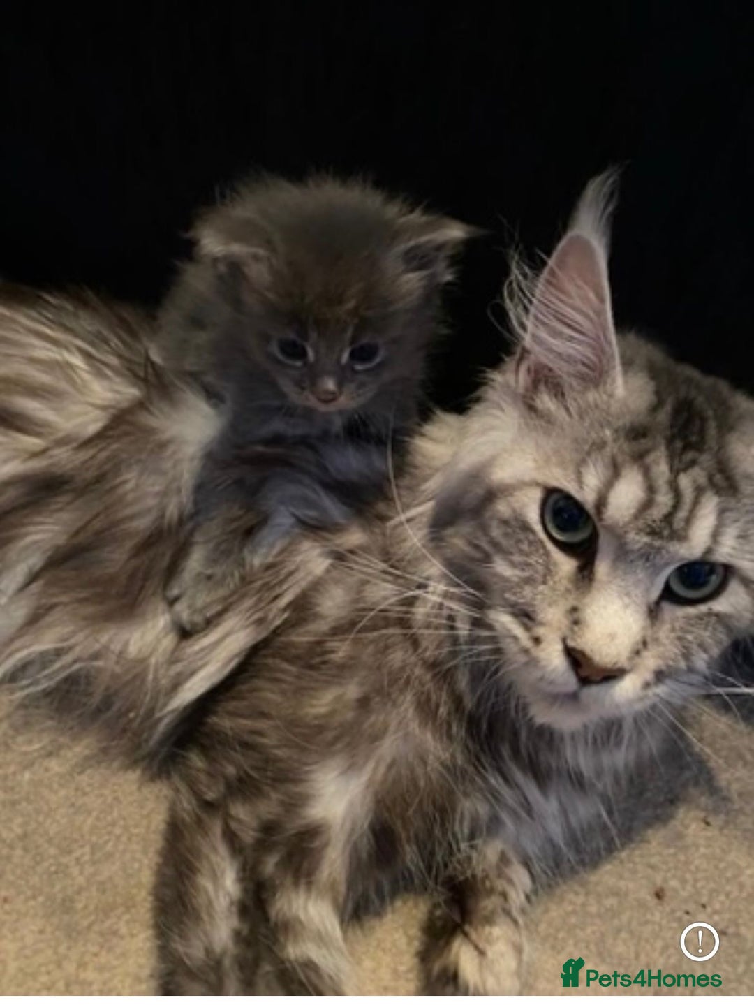 Maine Coon cats for sale: GCCF registered Maine Coon kitten - Advert 2
