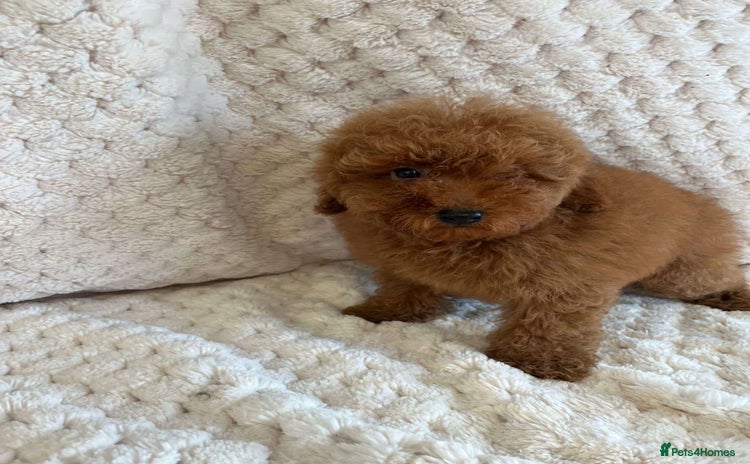 Toy Poodle dogs - Advert 2