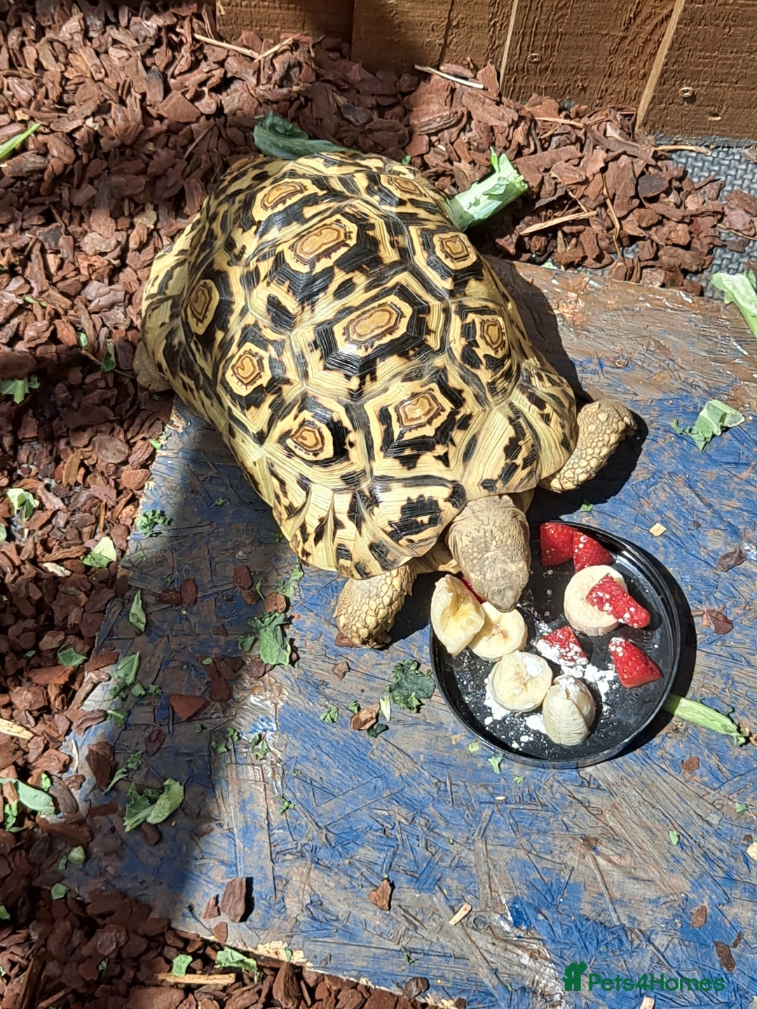 Tortoise reptiles for sale: Tortoise  - Image 3