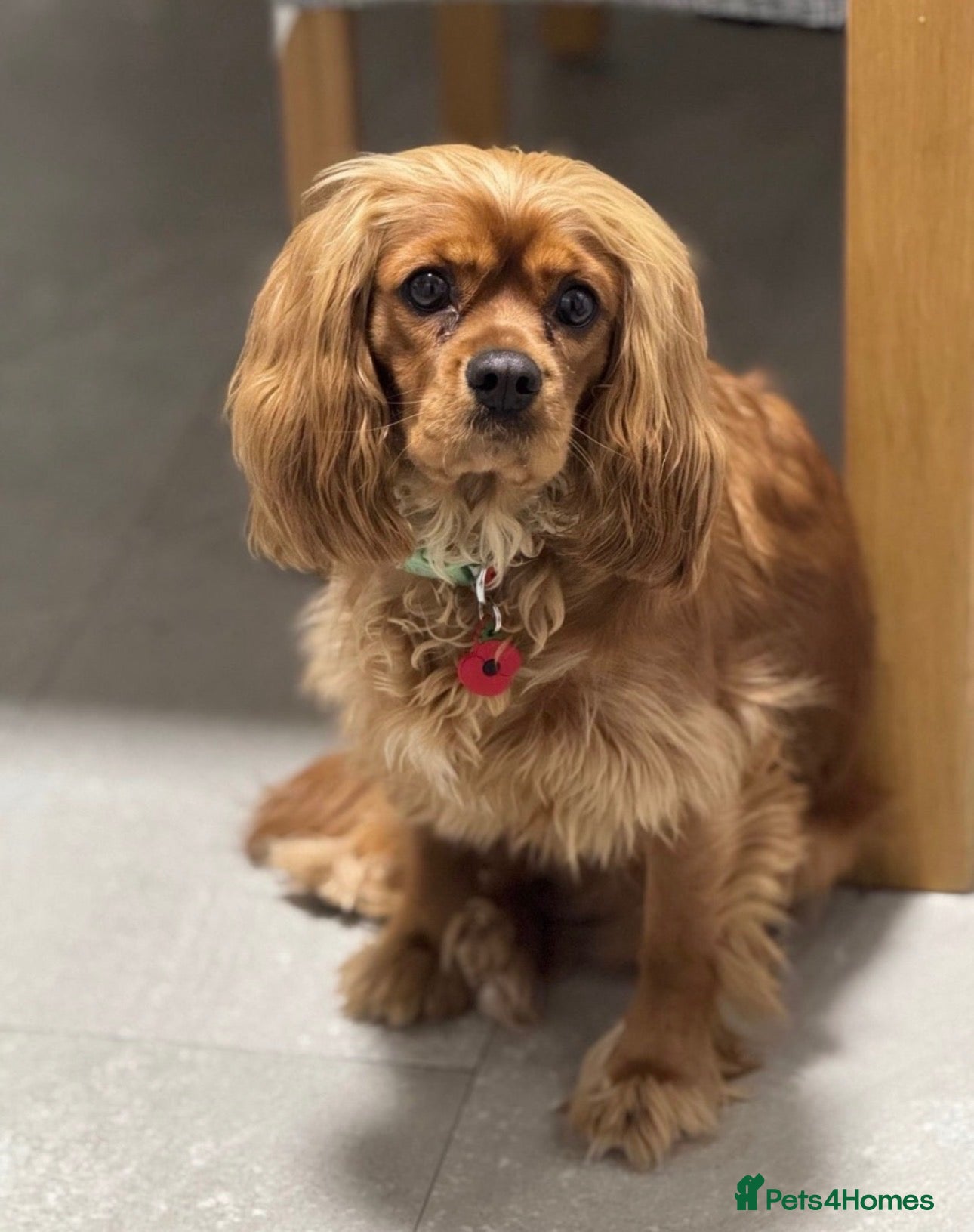 Cavalier King Charles Spaniel dogs Exquisite CKCS Pups - Coi 1%!!  - Advert 2