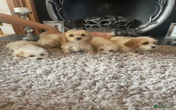 Cavapoo dogs for sale: Beautiful Cavapoo pups - Image 2