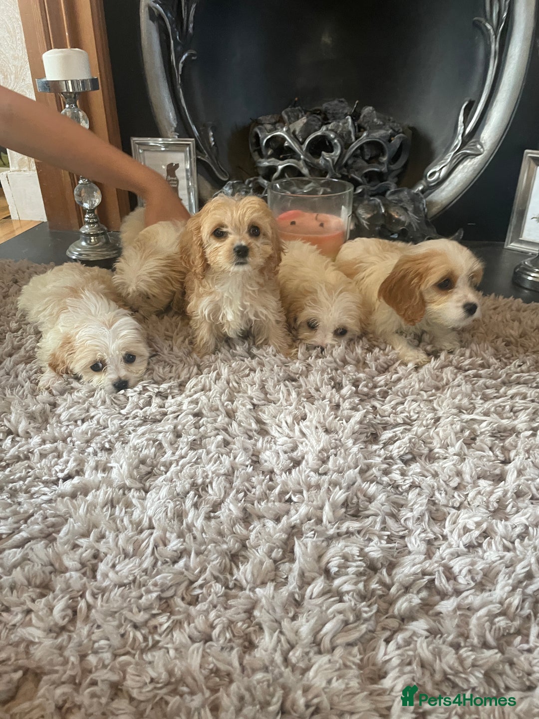 Cavapoo dogs for sale: Beautiful Cavapoo pups - Image 2