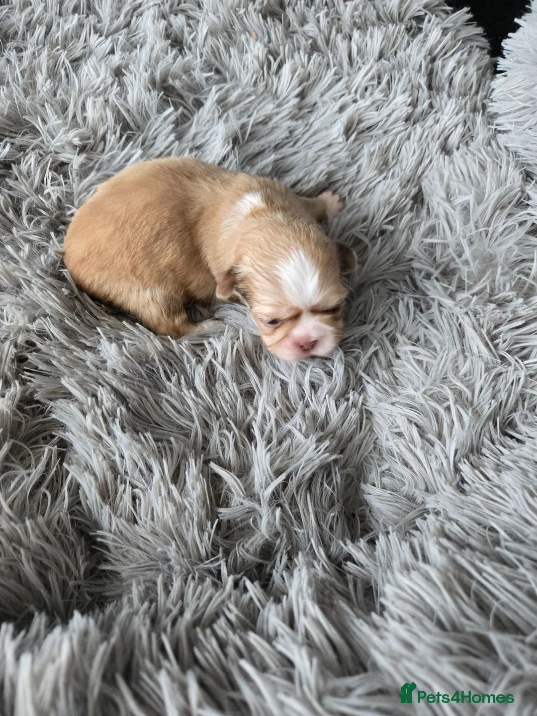 Shih Tzu dogs for sale: Stunning  shihtzus 4 girls £995 in Blackpool - Advert 19