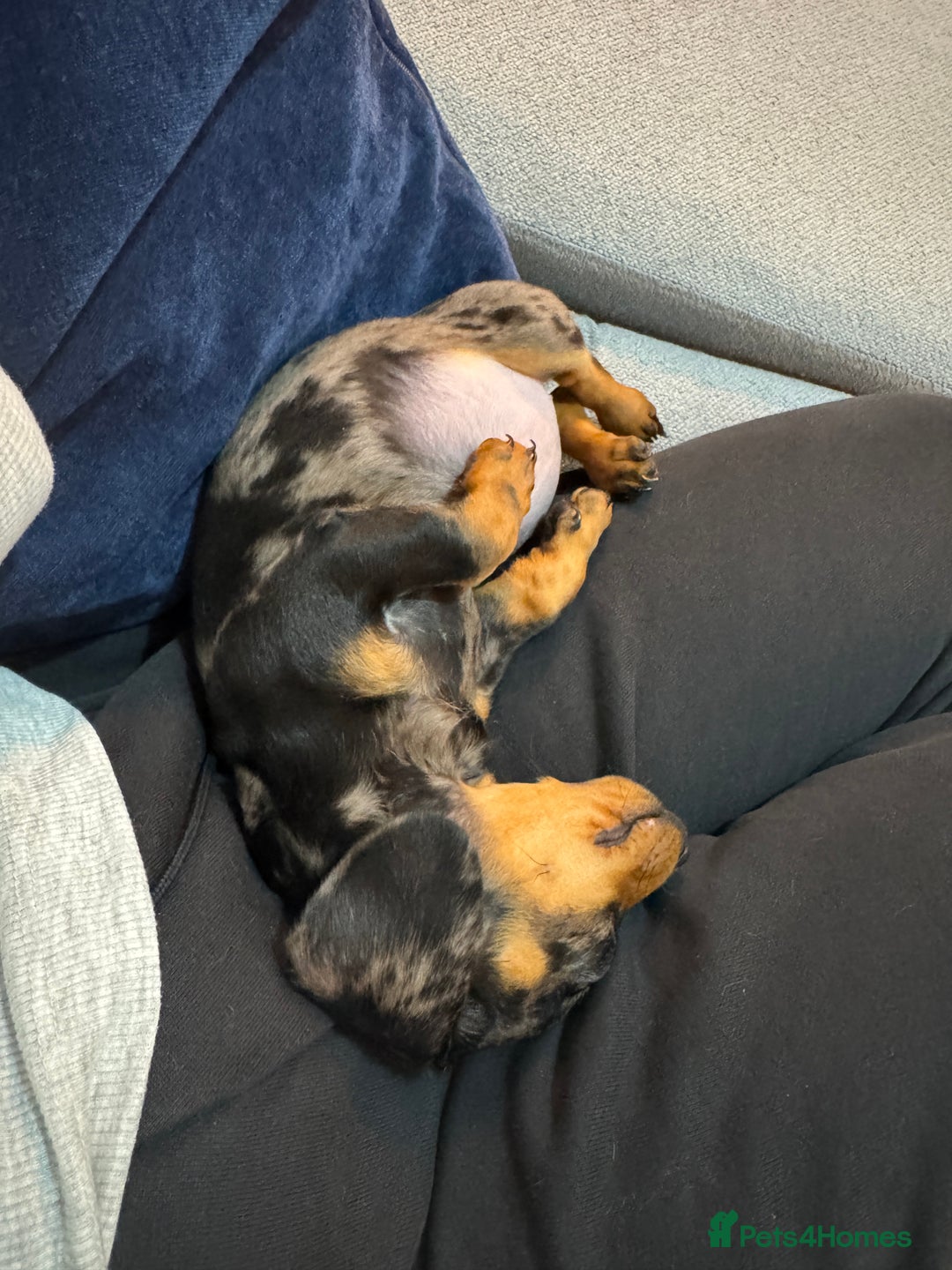 Miniature Dachshund dogs for sale: Miniature Dachshund  - Image 3