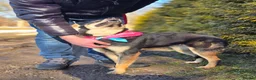 Mixed Breed dogs for adoption: ❤️🐶 CHLOE – THE DOG FOSTERS FALL IN LOVE WITH in Burton-on-Trent - Advert 9