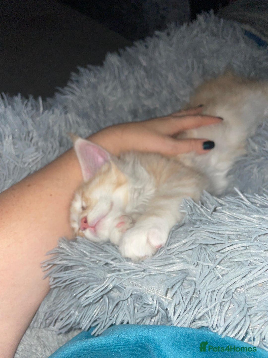 Maine Coon cats for sale: TICA registered Maine coon kittens  - Image 7