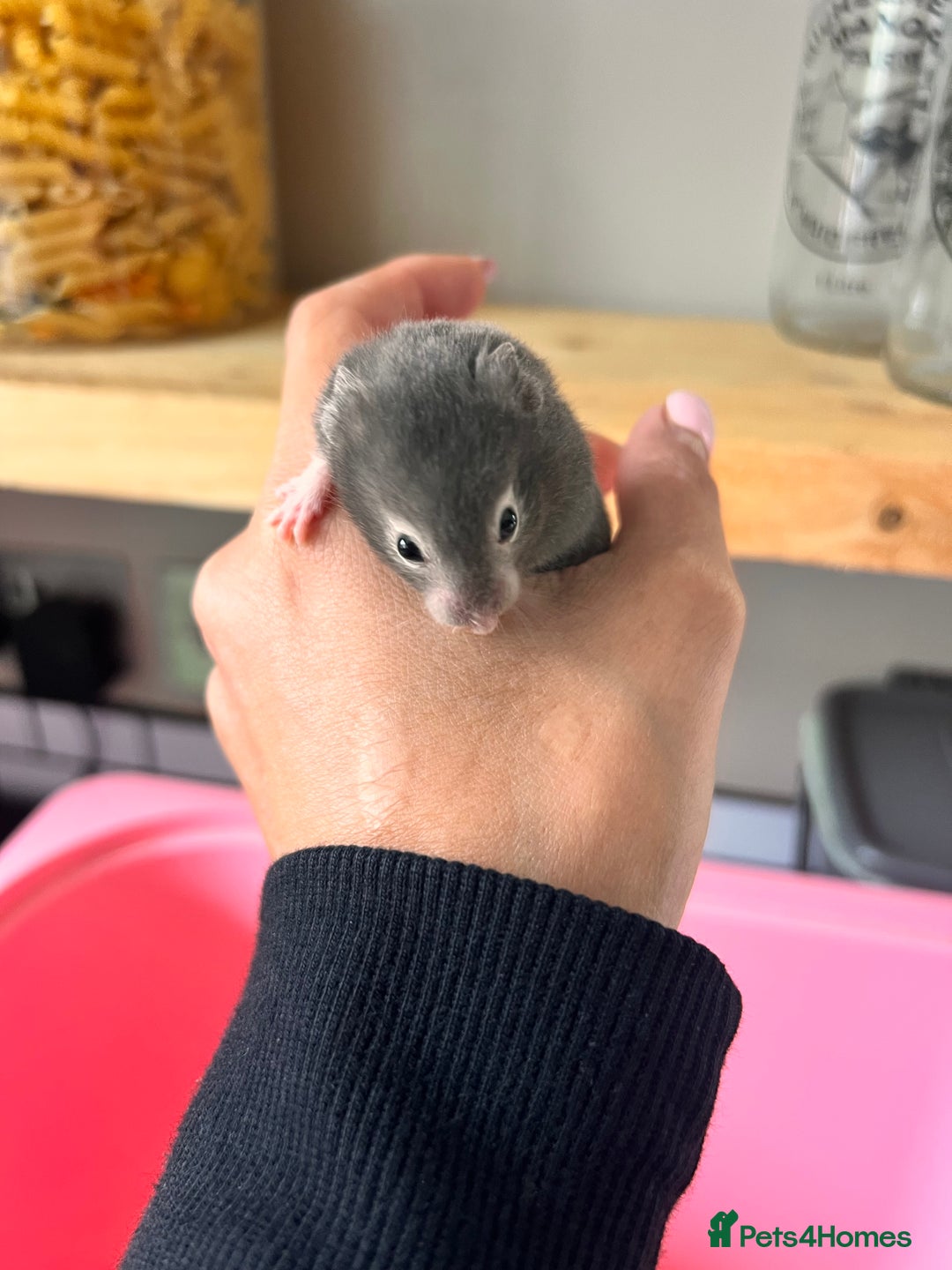 Hamster rodents for sale: Baby Syrian hamsters - Image 10
