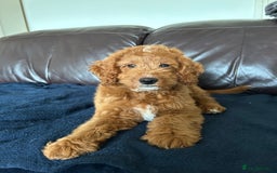 Cockapoo dogs for sale: Toy Cockapoo  - Image 6