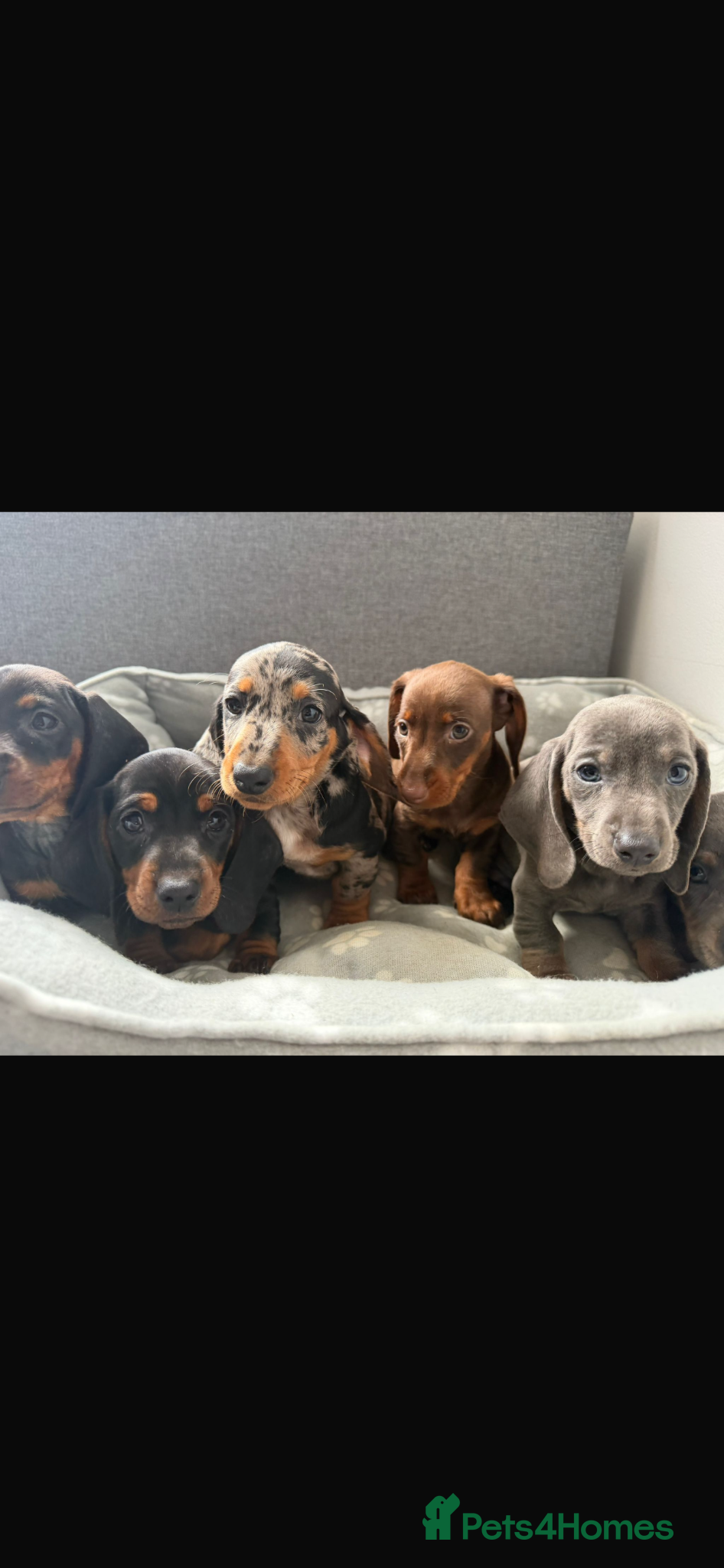 Dachshund dogs Miniature Dachshund puppies  - Advert 8
