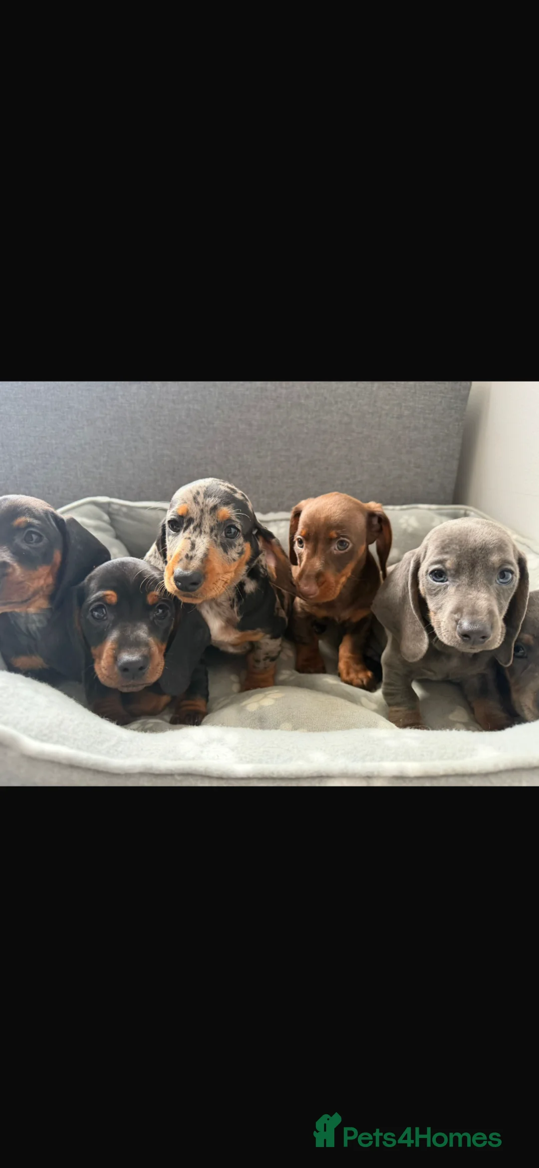 Dachshund dogs for sale: Miniature Dachshund puppies  - Advert 1