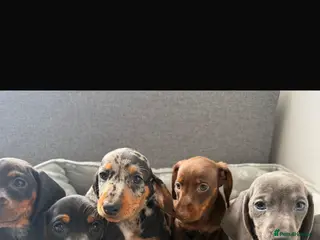 Dachshund dogs Miniature Dachshund puppies - Advert 10