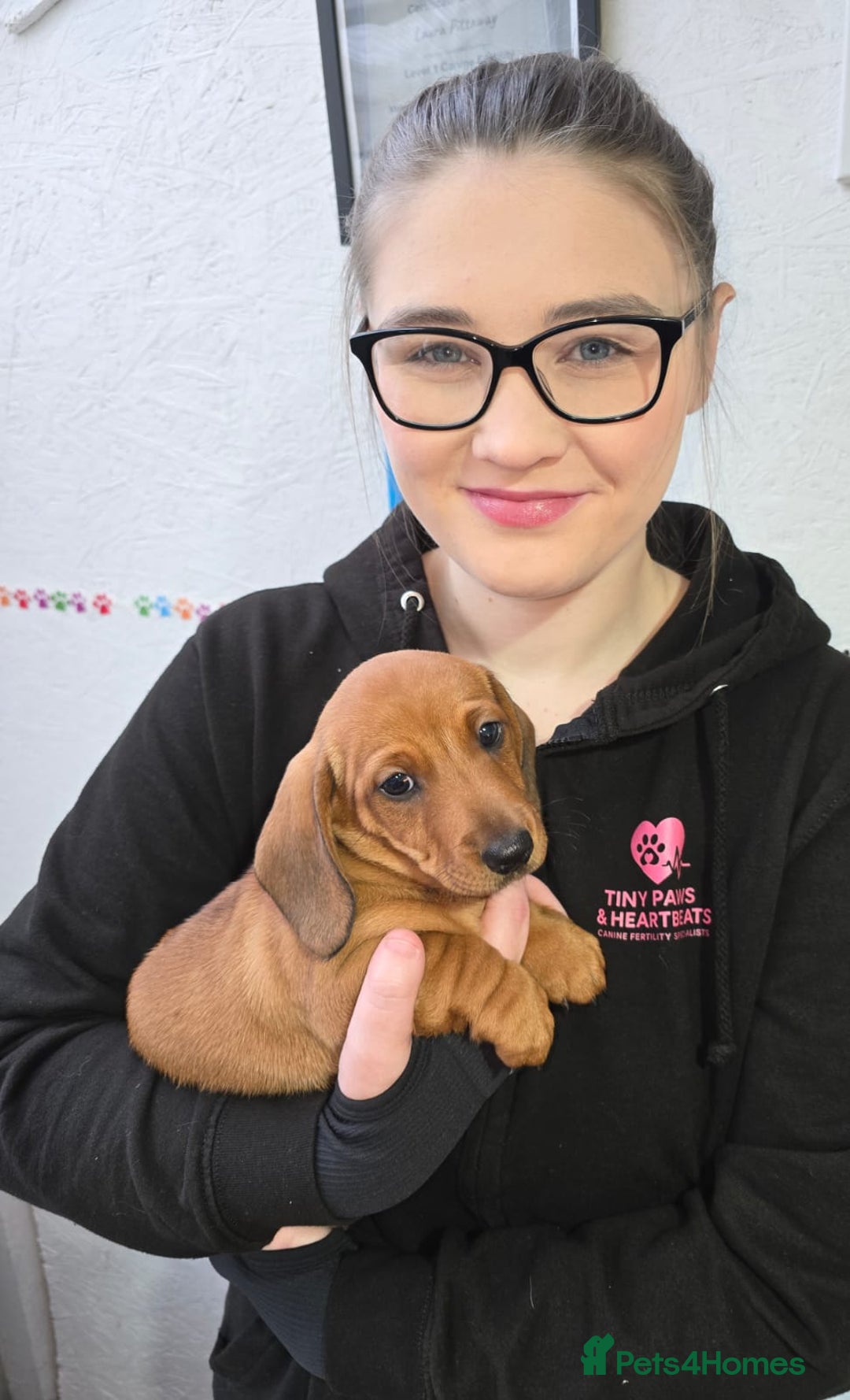 Dachshund dogs for sale: Dachshund puppies  - Advert 27