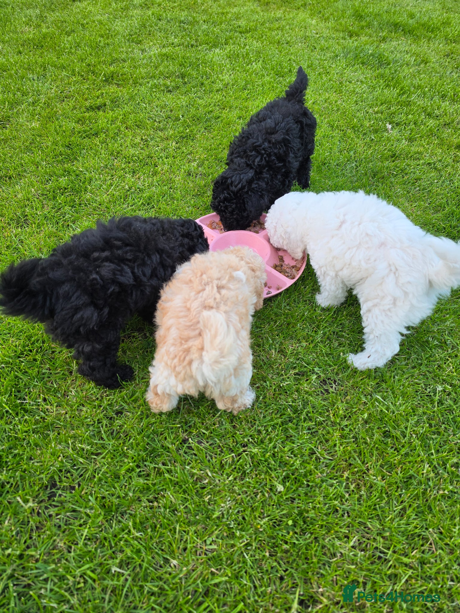 Toy Poodle dogs Pure Toy Poodle Puppies  - Advert 2