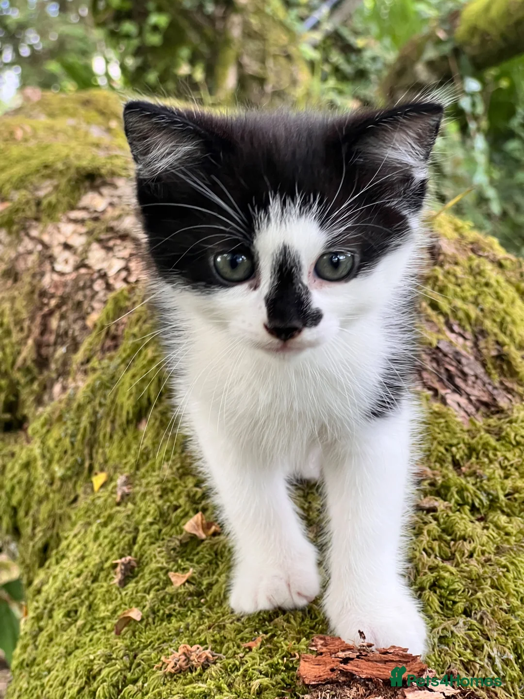 Mixed Breed cats for sale: black and white kittens looking for a forever home in Llanelli - Advert 6