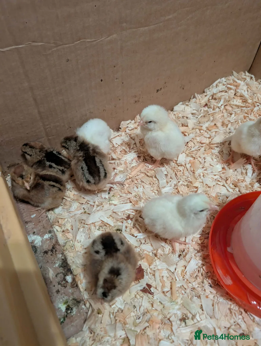 Chickens poultry for sale: Cream legbar chicks in Mexborough - Advert 1