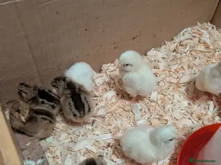 Chickens poultry Cream legbar chicks - Advert 2