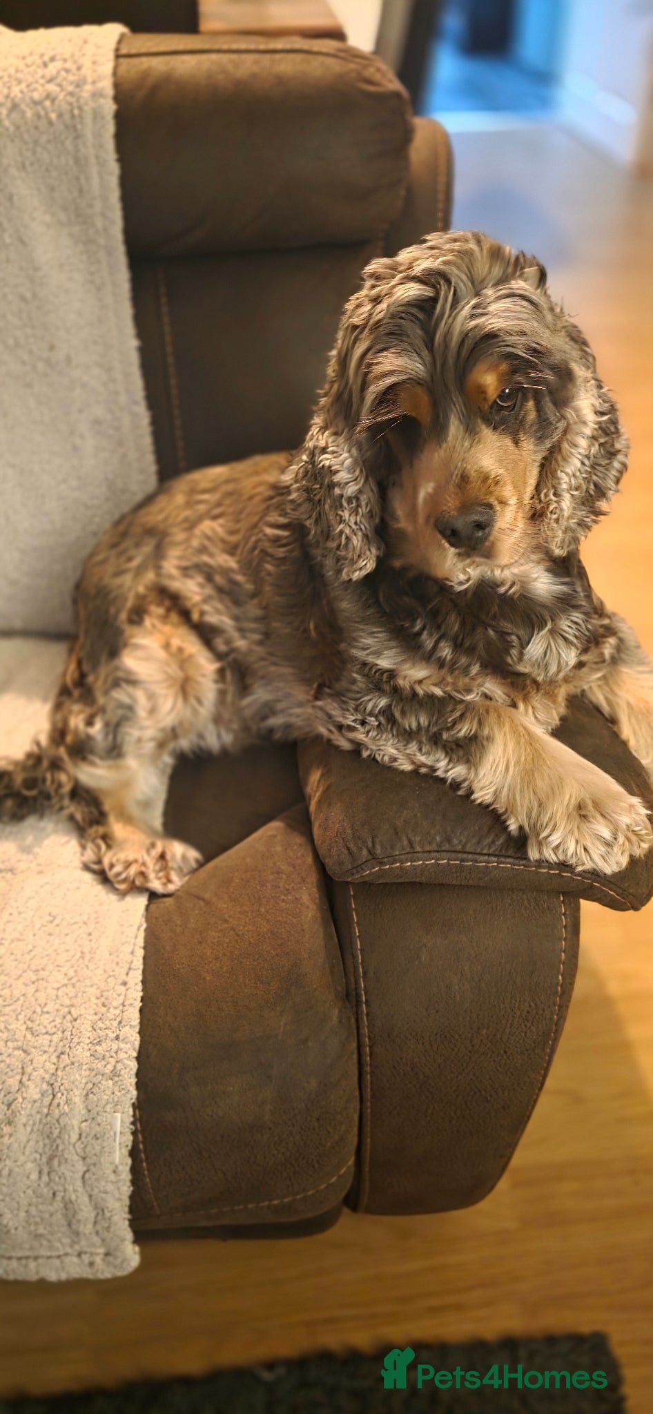Cocker Spaniel dogs  Sable Show Cocker Spaniel Available for Stud 🐾 - Advert 3