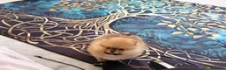 Pomeranian dogs for sale: Reduced as new litter due 40+champions🏆in lines!  - Advert 9