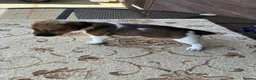Jack Russell dogs for sale: Jack russel puppies  - Advert 10