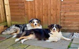 Australian Shepherd dogs for sale: Miss Julie Duckworth - Image 2