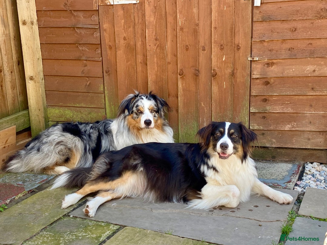 Australian Shepherd dogs for sale: Miss Julie Duckworth - Image 2