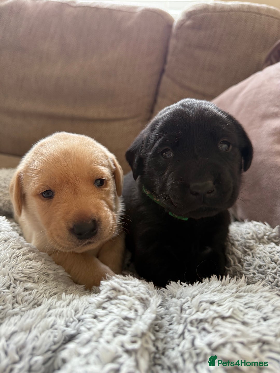 Labrador Retriever dogs for sale: Perfect lab puppy’s  - Image 3