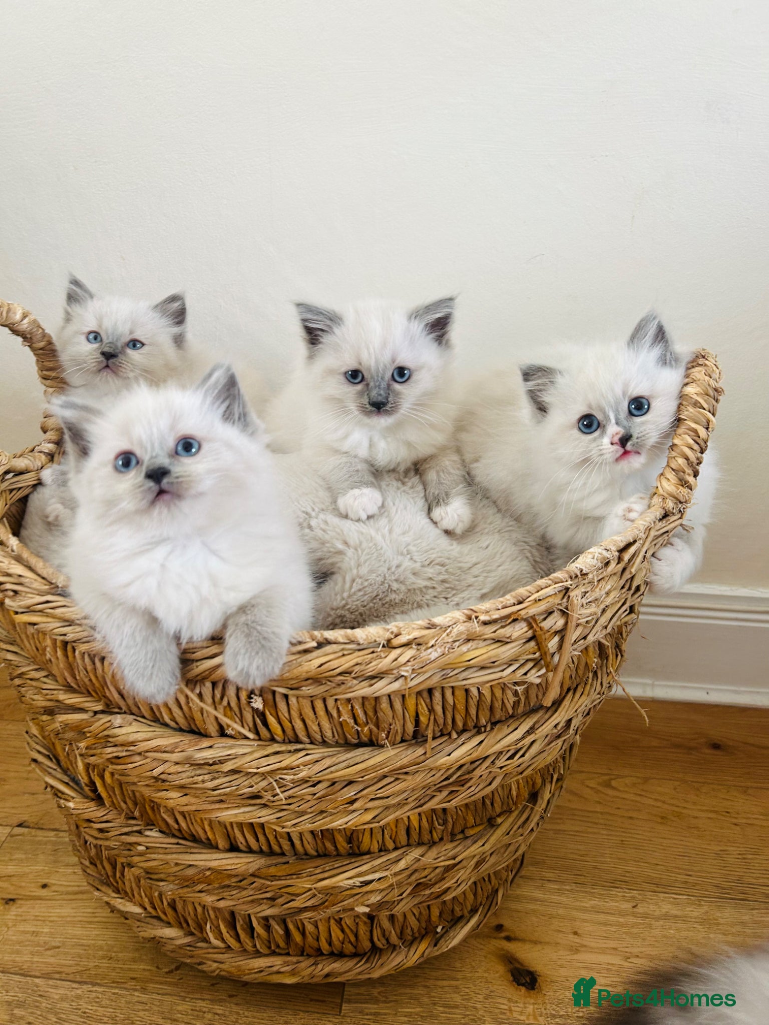 Ragdoll cats Ragdoll kittens - Advert 1