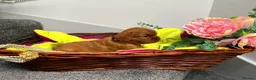 Cavalier King Charles Spaniel dogs for sale: KC Reg Beautifully Bred Cavaliers in Barry - Advert 7