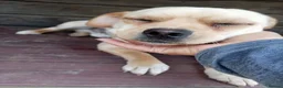 Mixed Breed dogs for adoption: BUDDY - Advert 3