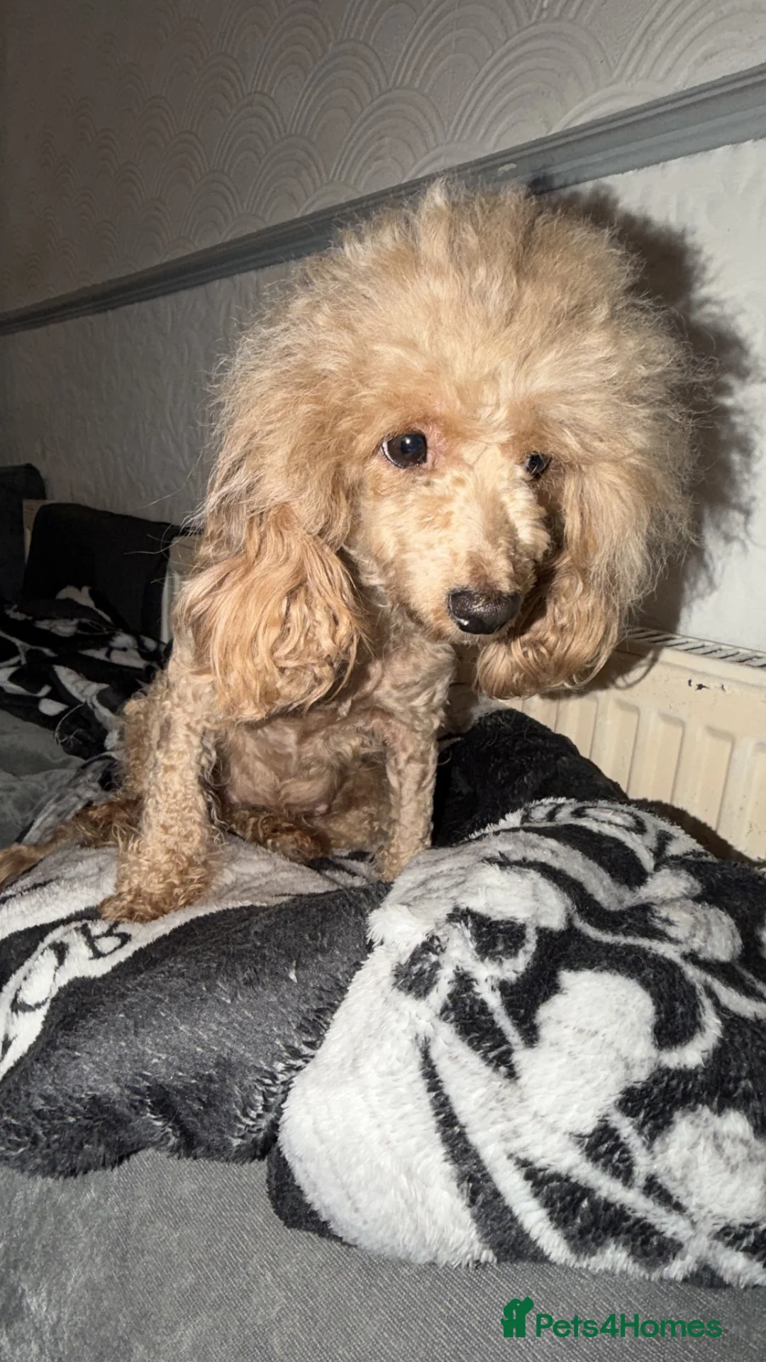 Cavapoo dogs for sale: Adult female Cavapoo  - Advert 4