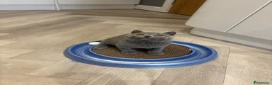 British Shorthair 1
