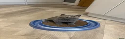 British Shorthair cats for sale: Last blue male. GCCF. Ready now - Advert 8
