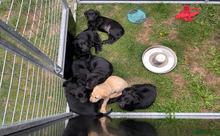 Labrador Retriever dogs - Advert 9