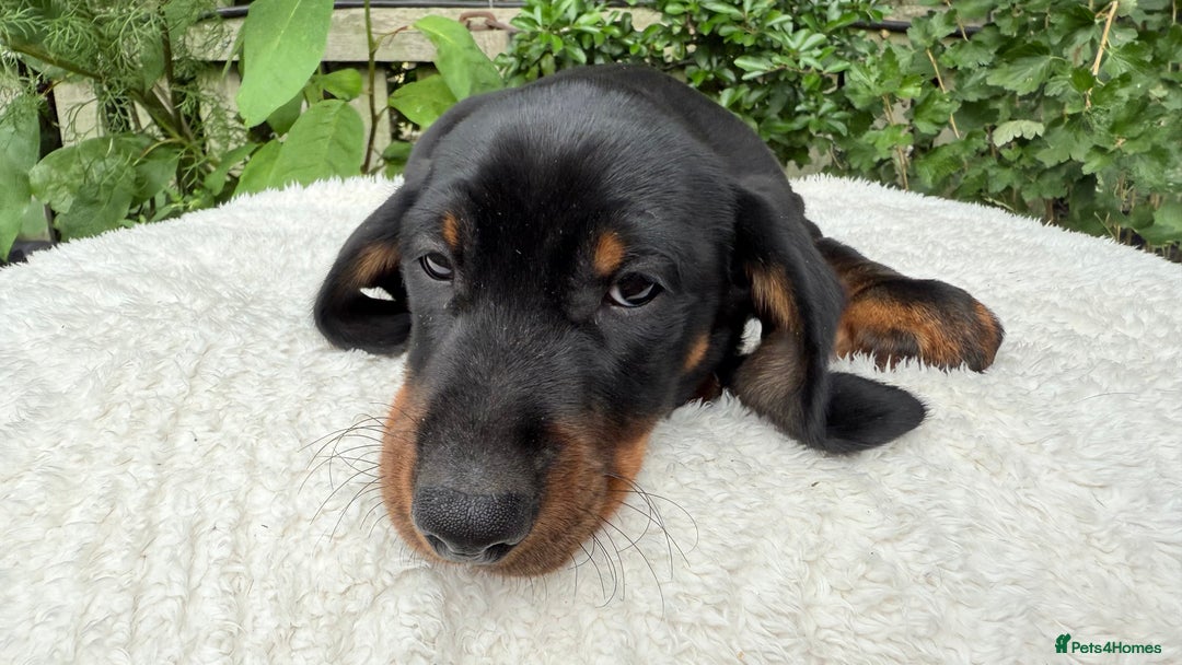 Miniature Dachshund dogs for sale: Miniature Dachshund - Image 8