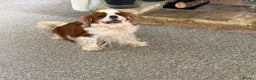 Cavalier King Charles Spaniel dogs for sale: BEAUTIFUL MALE PUPPIES  - Advert 5